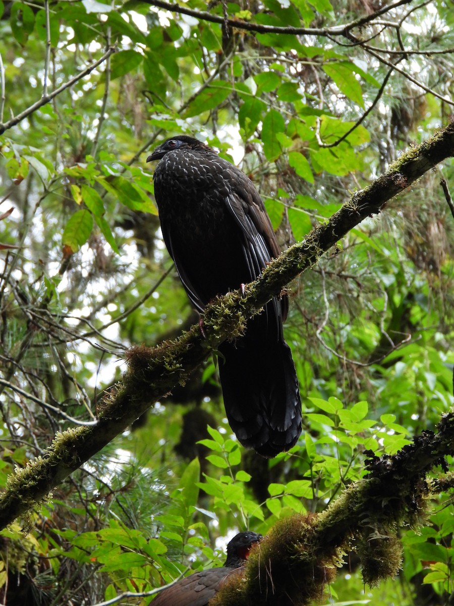 Cauca Guan - ML614814881