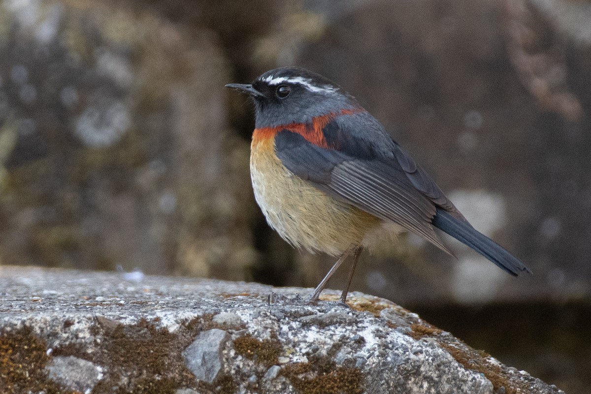 Collared Bush-Robin - ML614814921