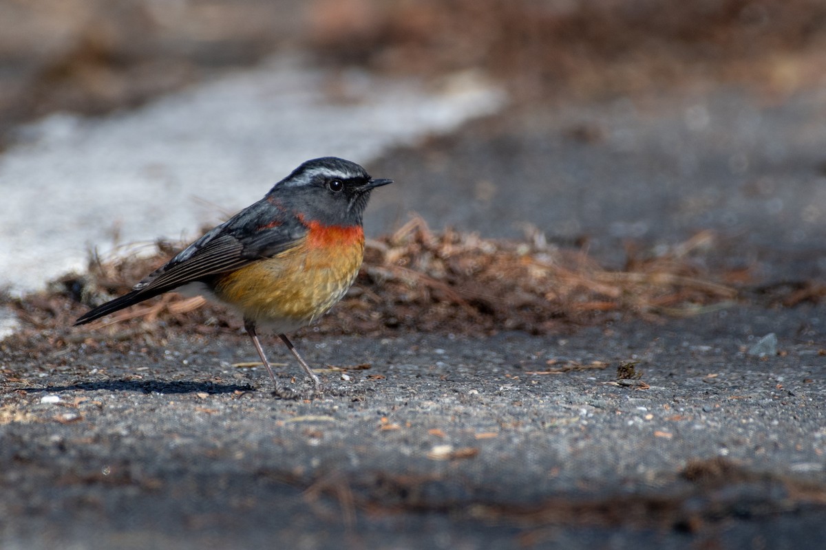 Collared Bush-Robin - ML614814926