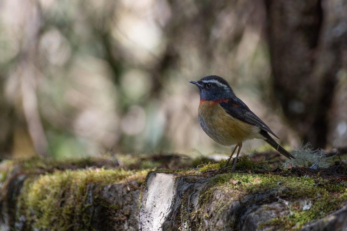 Collared Bush-Robin - ML614814927