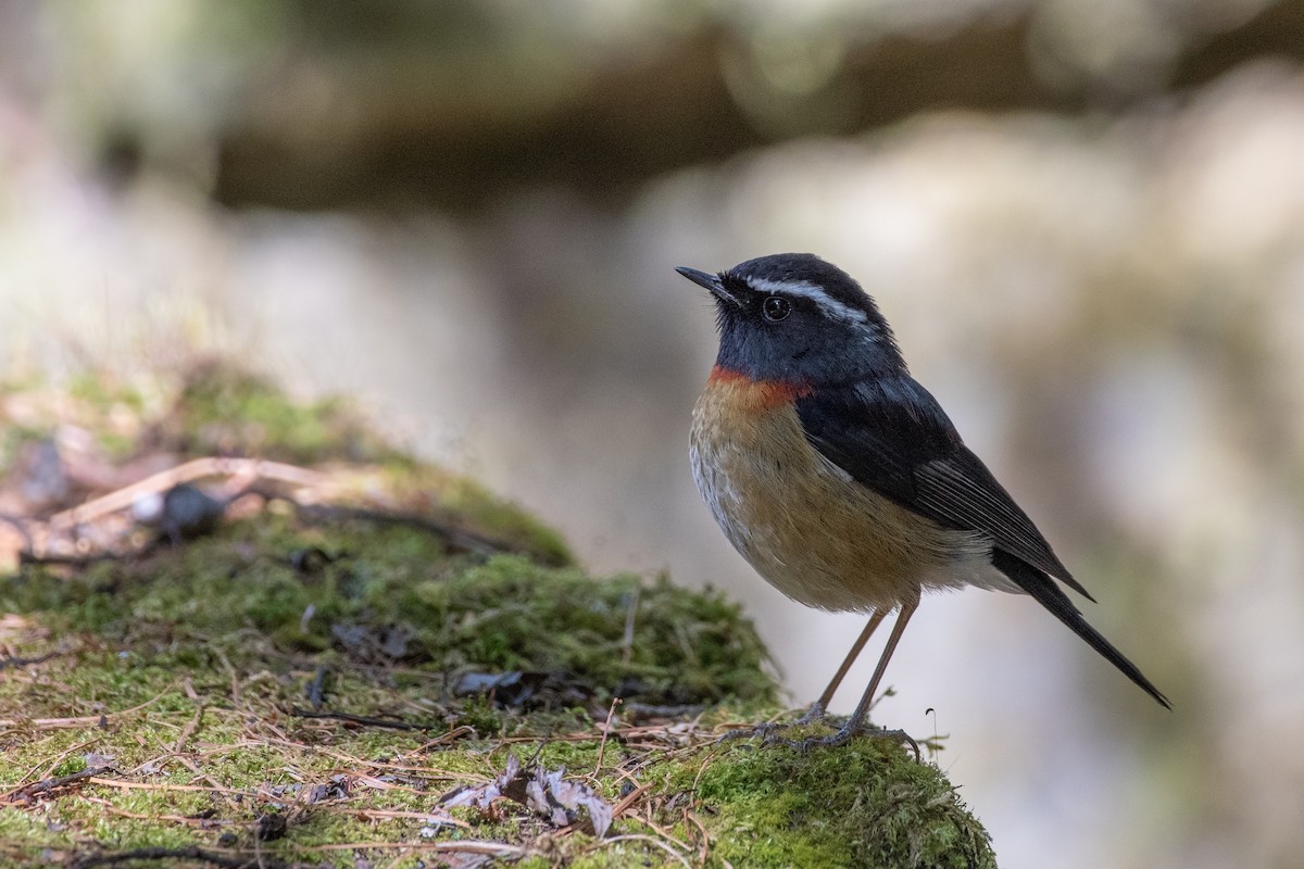 Collared Bush-Robin - ML614814929