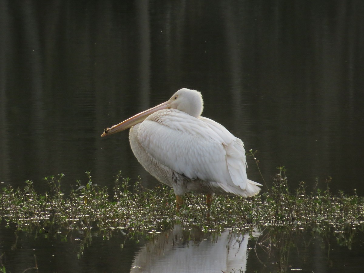 American White Pelican - Robert Lengacher