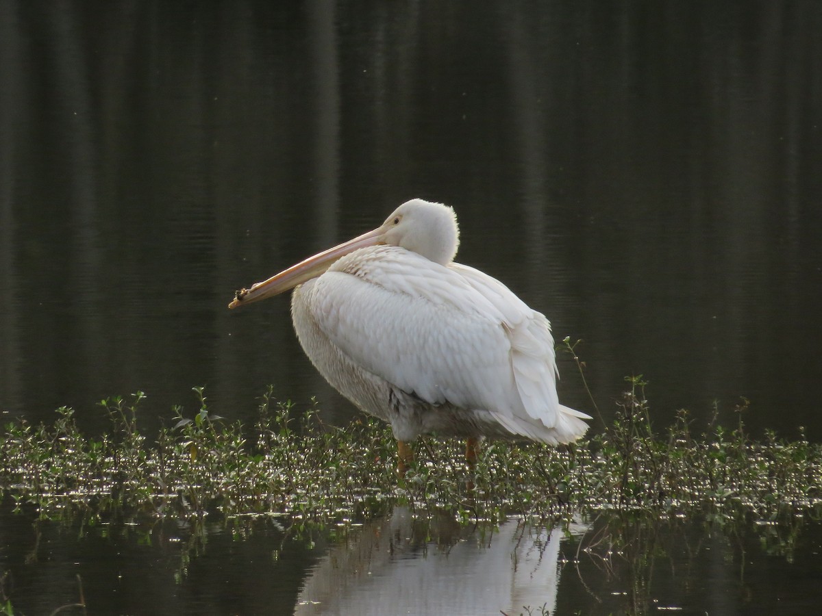 American White Pelican - ML614814946