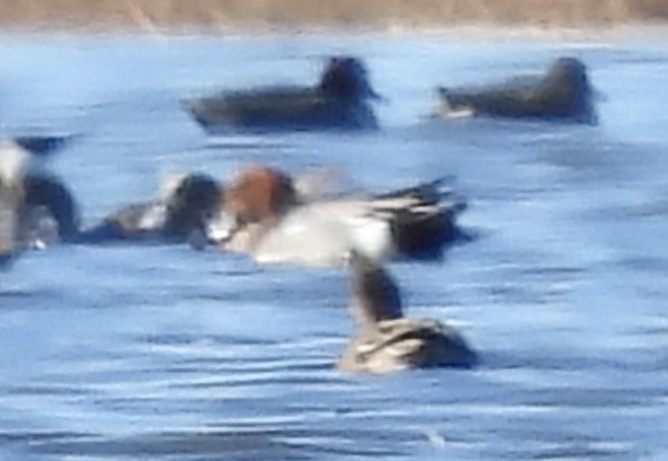 Зээрд нугас - ML614814971