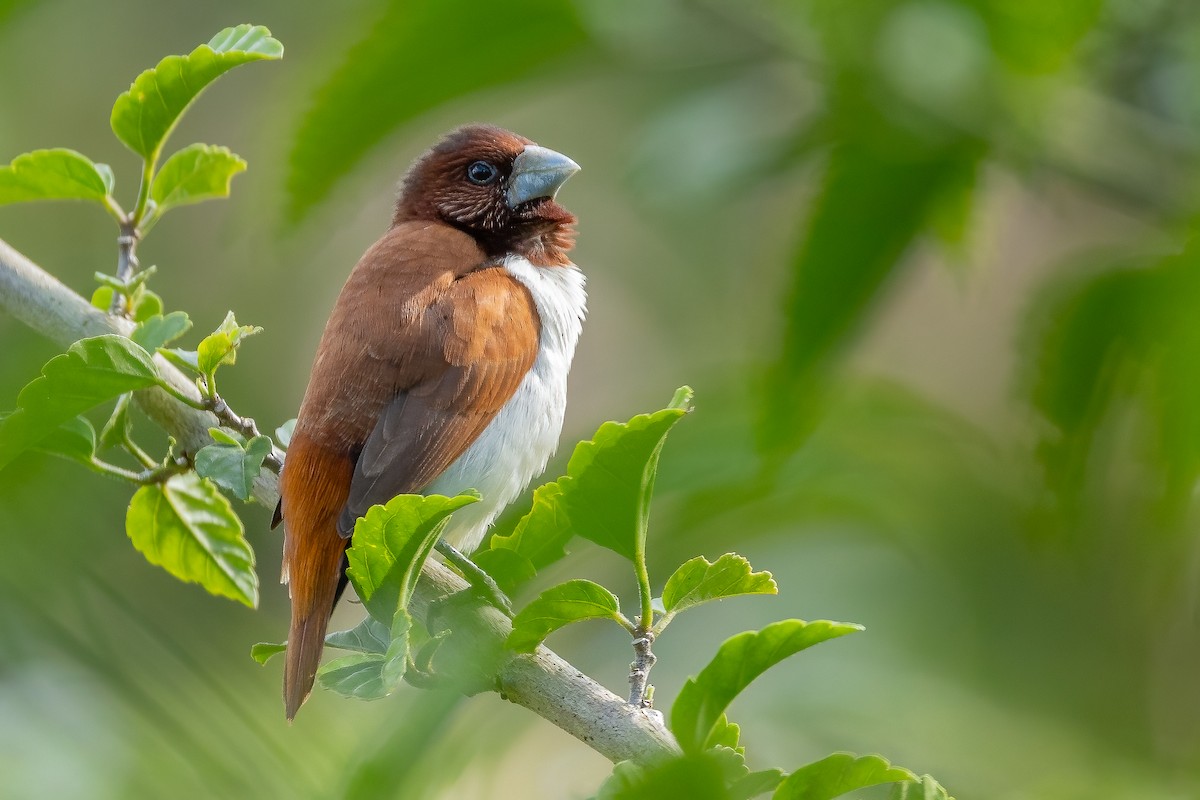 Five-colored Munia - Daniel Danckwerts (Rockjumper Birding Tours)