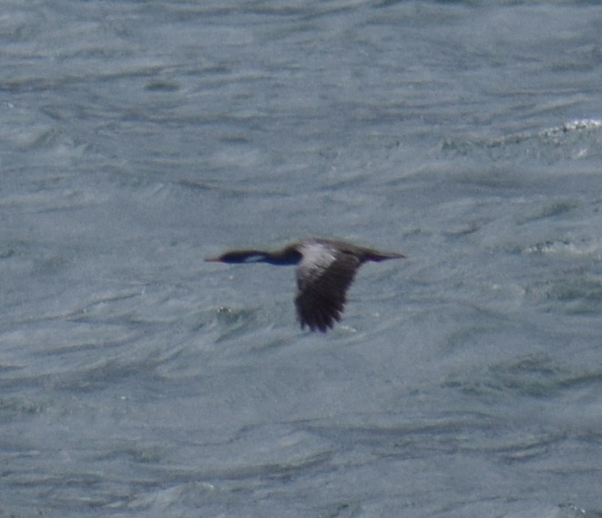 Red-legged Cormorant - ML614814998