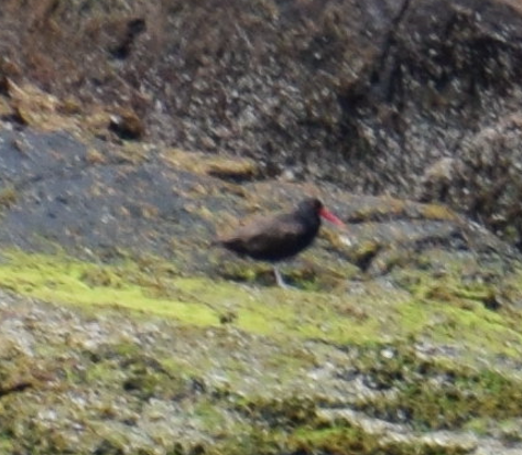 Blackish Oystercatcher - ML614815015