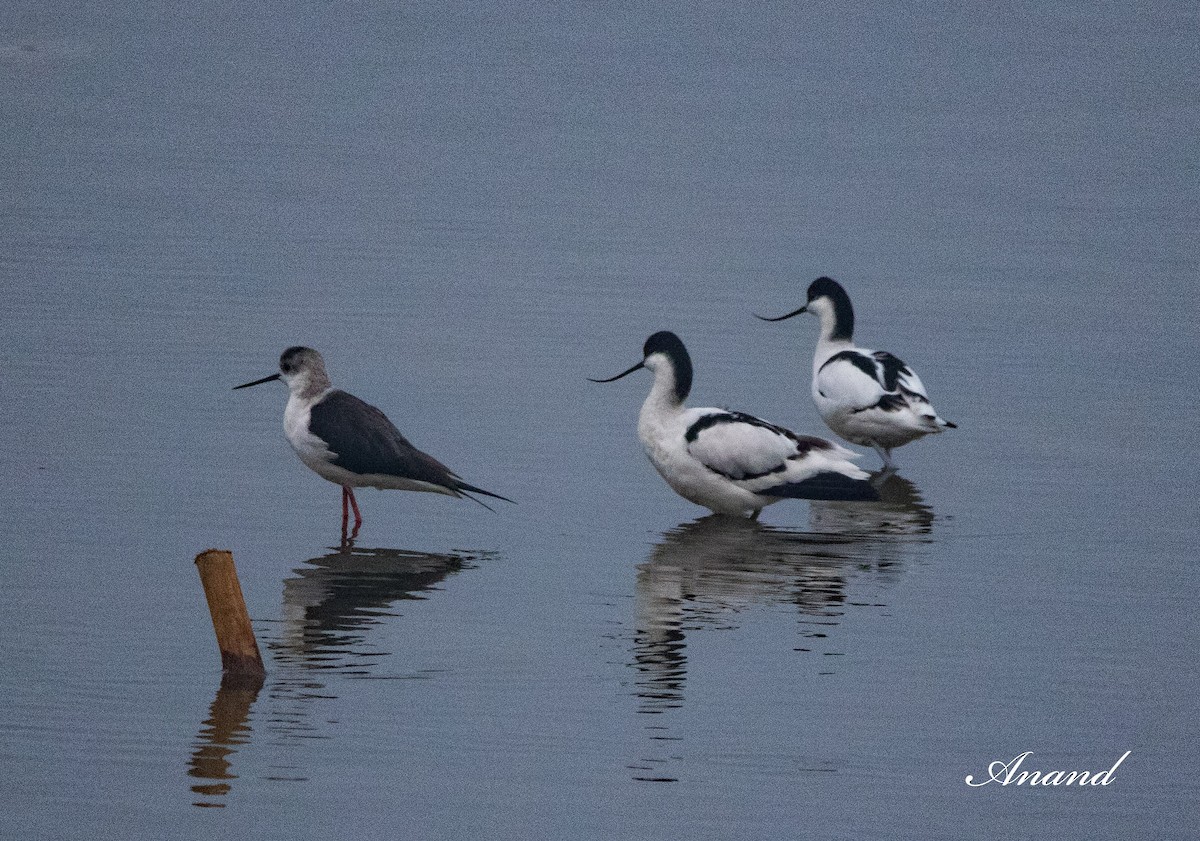Pied Avocet - Anand Singh