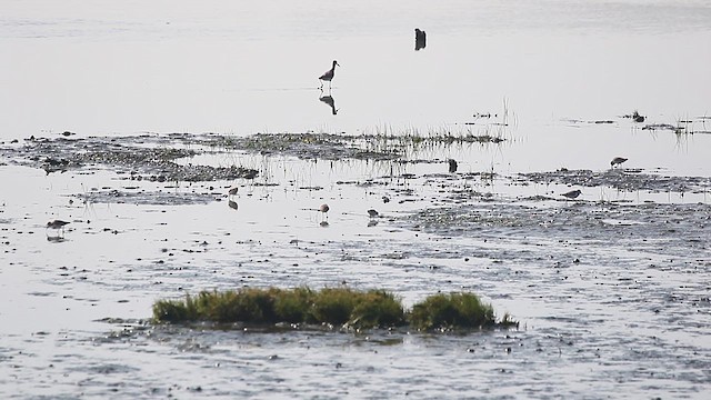 Spoon-billed Sandpiper - ML614815105