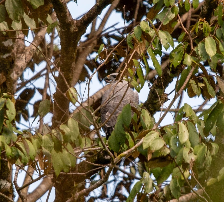 Gray-lined Hawk - ML614815144