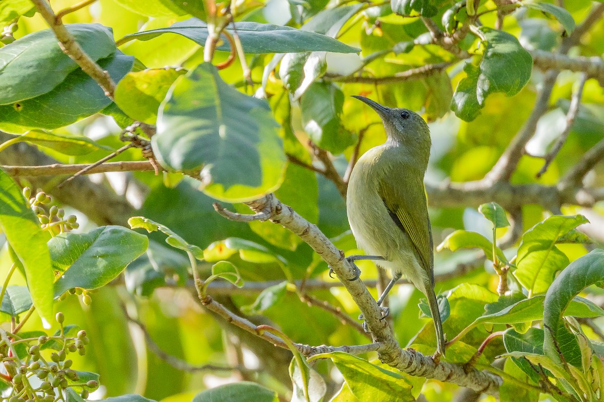 Sunda Honeyeater - ML614815148