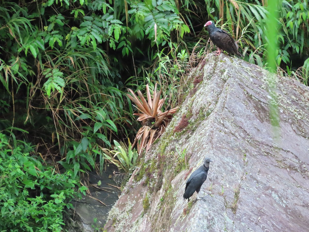 Black Vulture - ML614815166