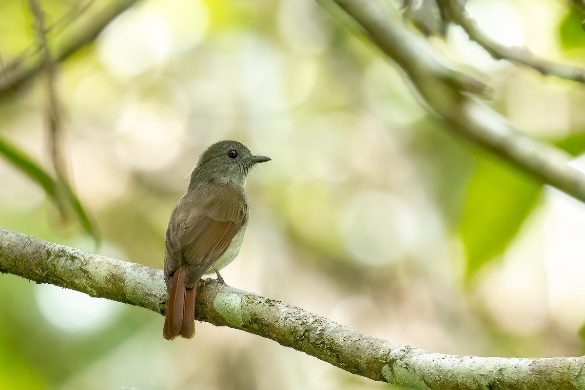 Flores Jungle Flycatcher - ML614815258