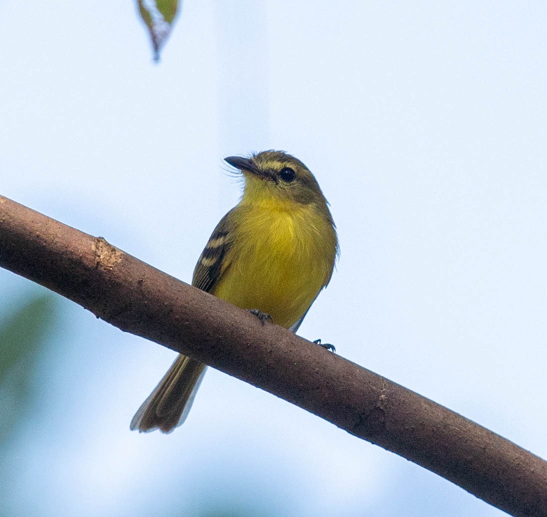 Yellow Tyrannulet - ML614815268