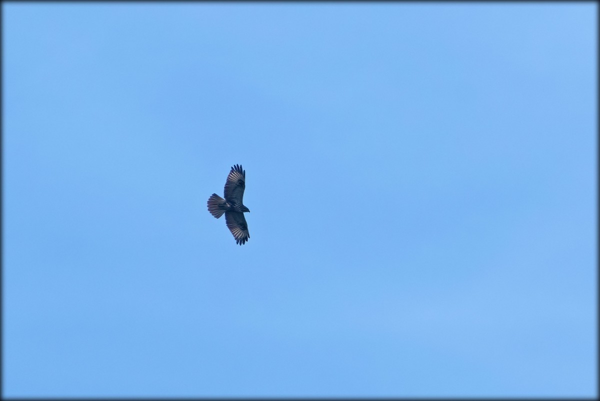 Common Buzzard (Steppe) - ML614815273