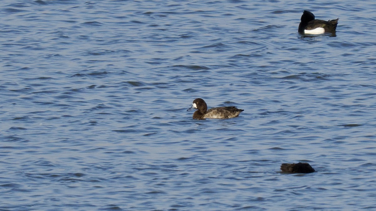 Greater Scaup - ML614815306