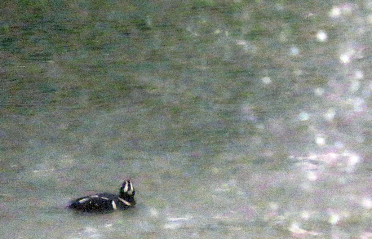 Harlequin Duck - ML614815328