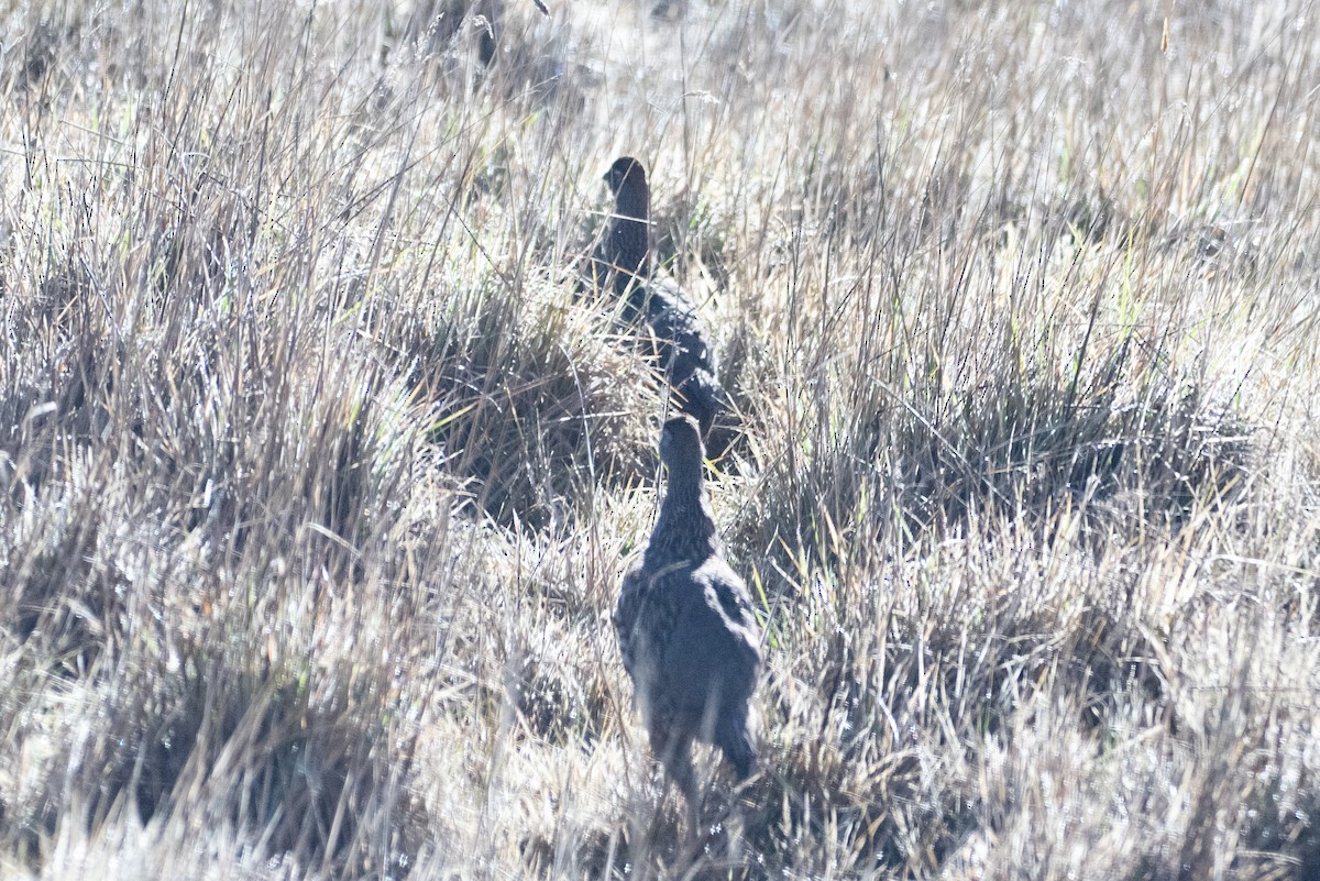 Erckel's Spurfowl - ML614815377