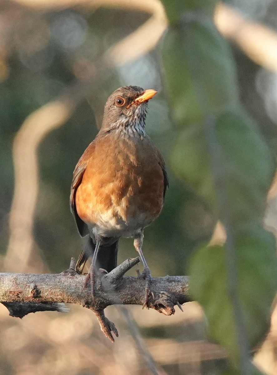 Rufous-backed Robin - Martin Pitt