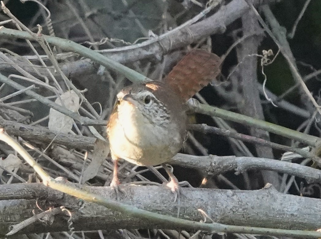 Sinaloa Wren - Martin Pitt