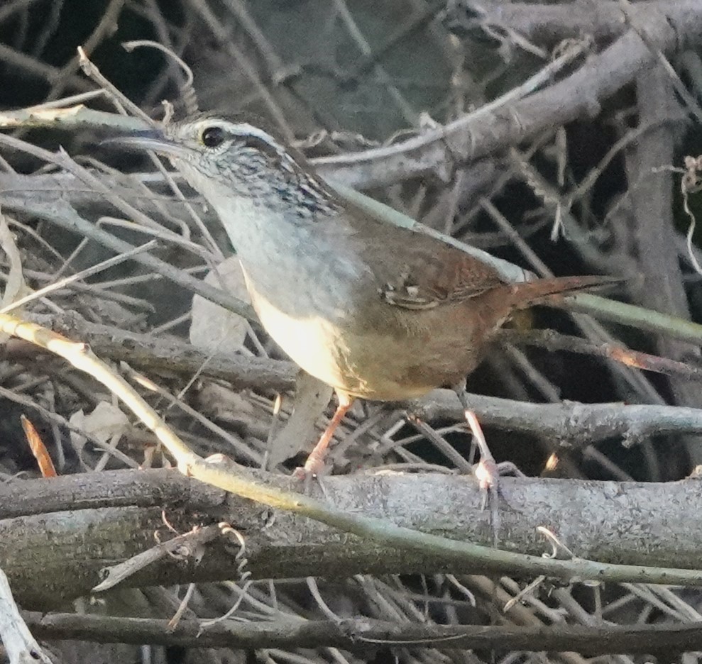 Sinaloa Wren - Martin Pitt