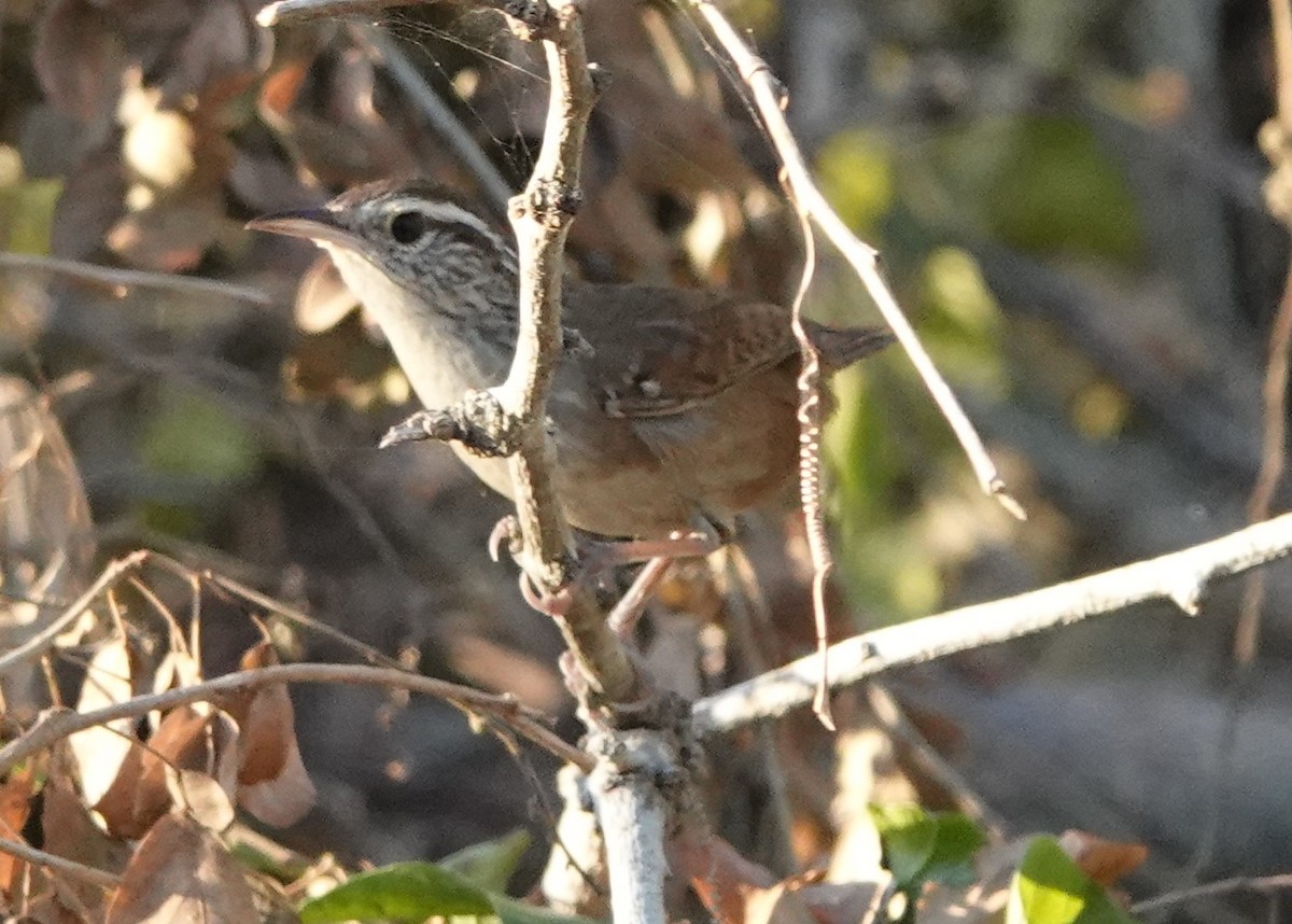 Sinaloa Wren - Martin Pitt