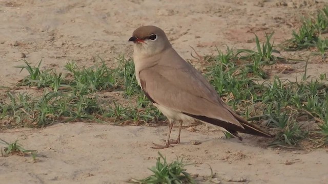 Small Pratincole - ML614815439