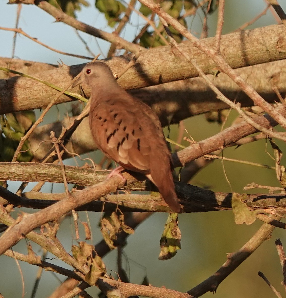 Ruddy Ground Dove - Martin Pitt