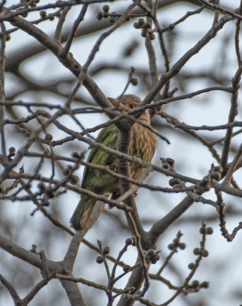 Streifenbartvogel - ML614815463