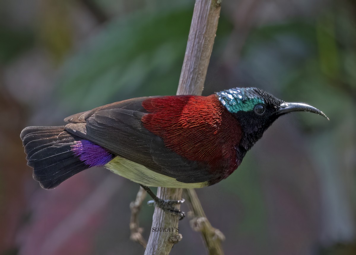 Crimson-backed Sunbird - Sourav Halder