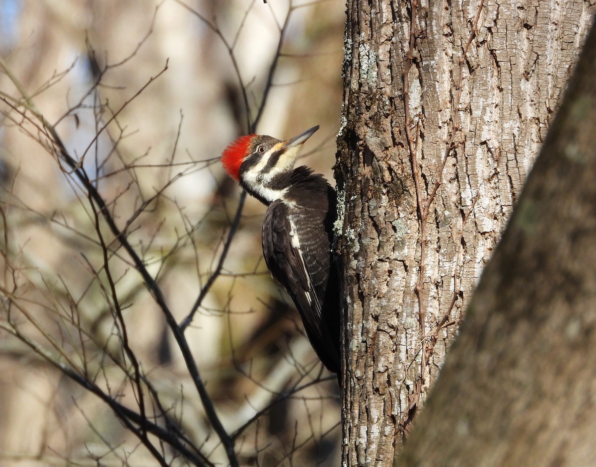 Pileated Woodpecker - ML614815501