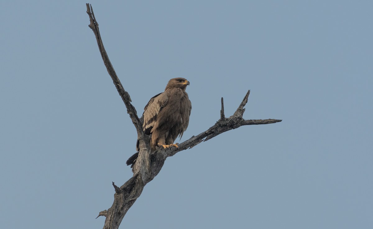 Steppe Eagle - ML614815512