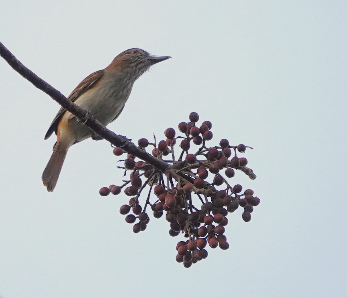 Bright-rumped Attila (Northern) - ML614815516