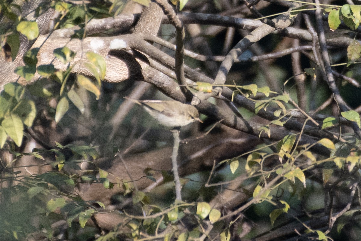 Mosquitero Verdoso - ML614815523