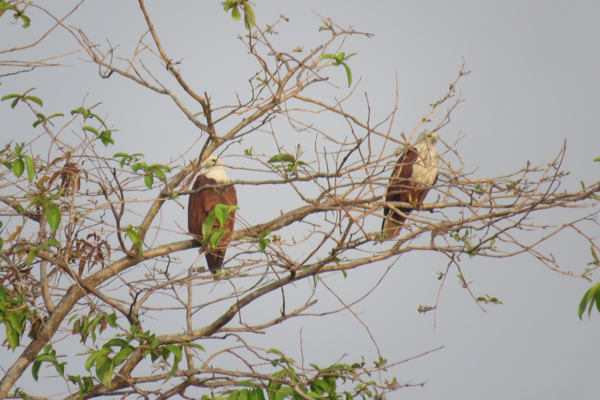 Brahminy Kite - ML614815554