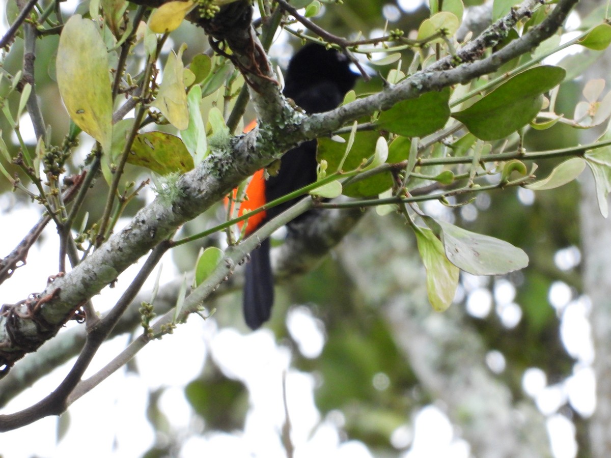 Flame-rumped Tanager (Flame-rumped) - Kirk Doerger
