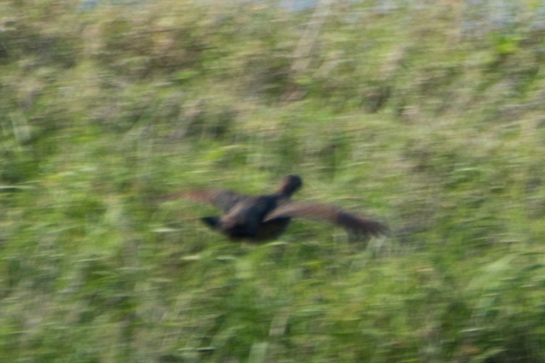 Black Francolin - ML614815727