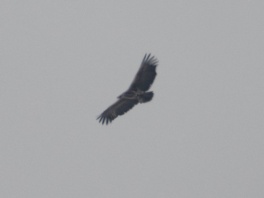 Red-headed Vulture - ML614815912