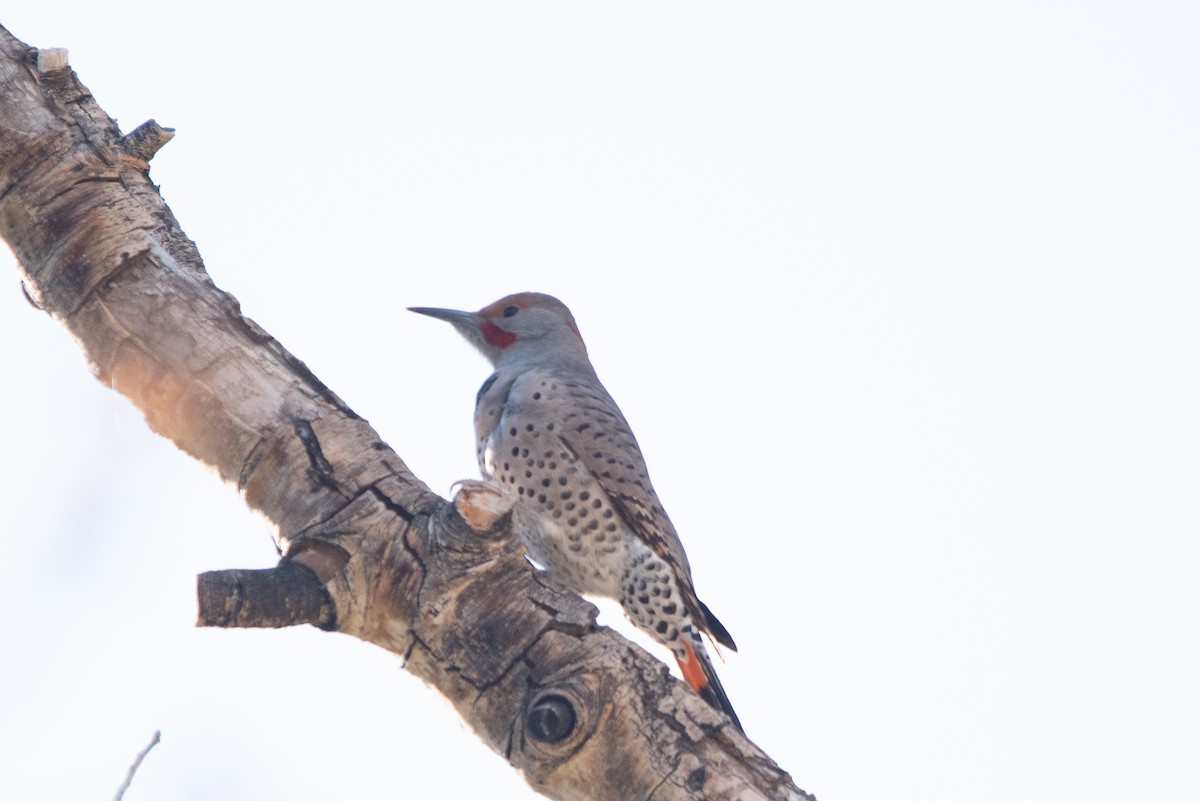 Northern Flicker - ML614815944