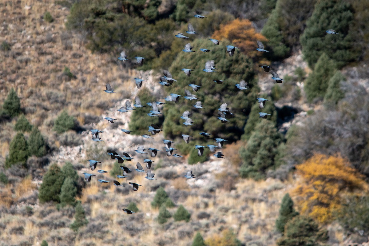 Pinyon Jay - ML614815952