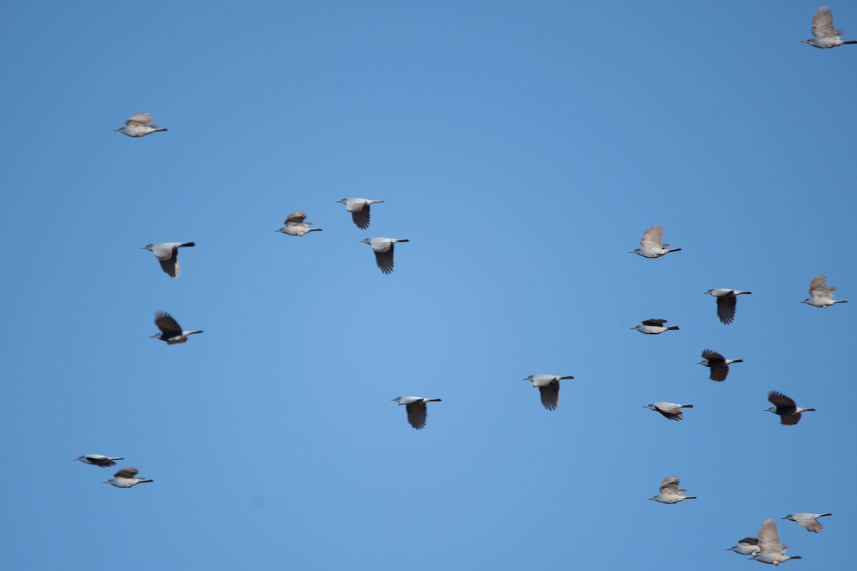 Pinyon Jay - ML614815953