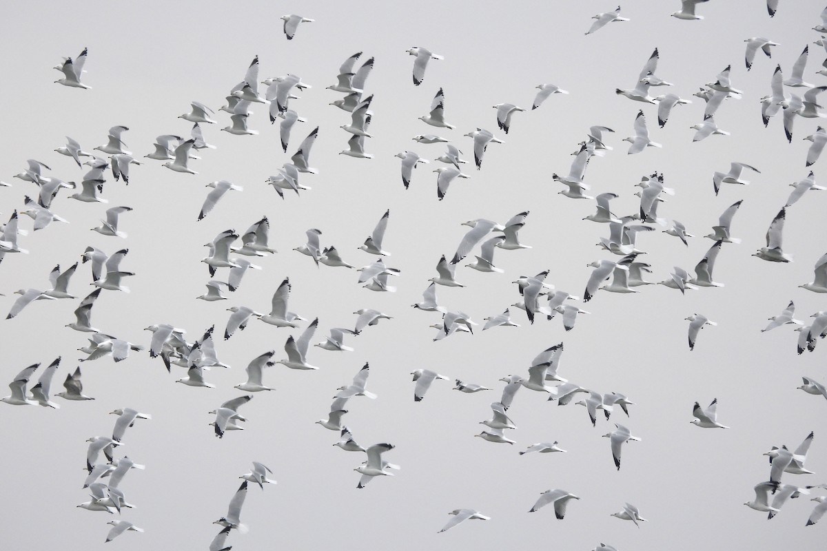 Ring-billed Gull - ML614815988