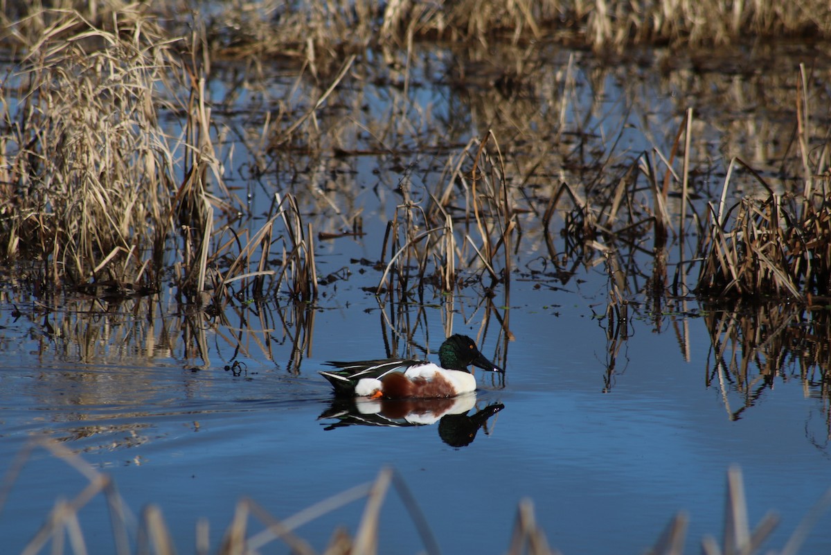 Northern Shoveler - ML614816039