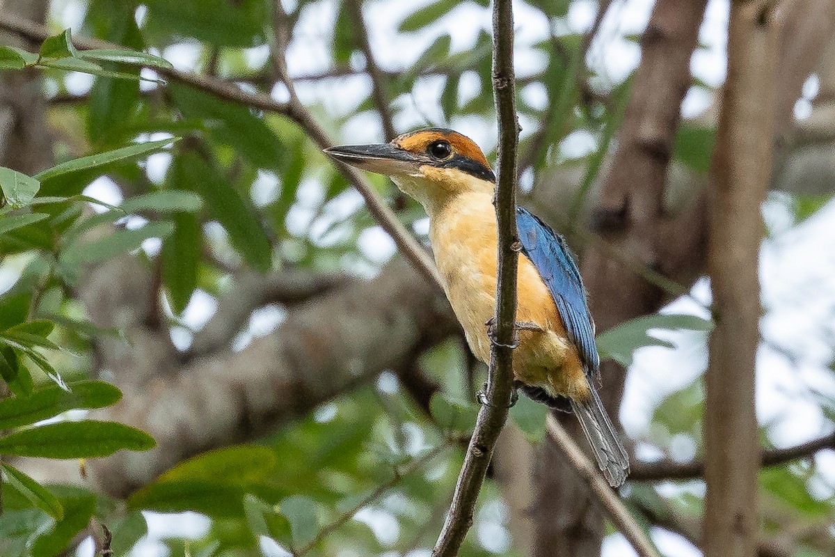 Cinnamon-banded Kingfisher - ML614816043