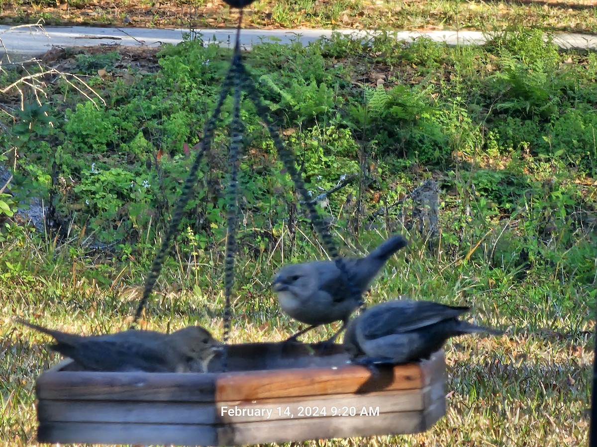 Brown-headed Cowbird - Vicki Powell