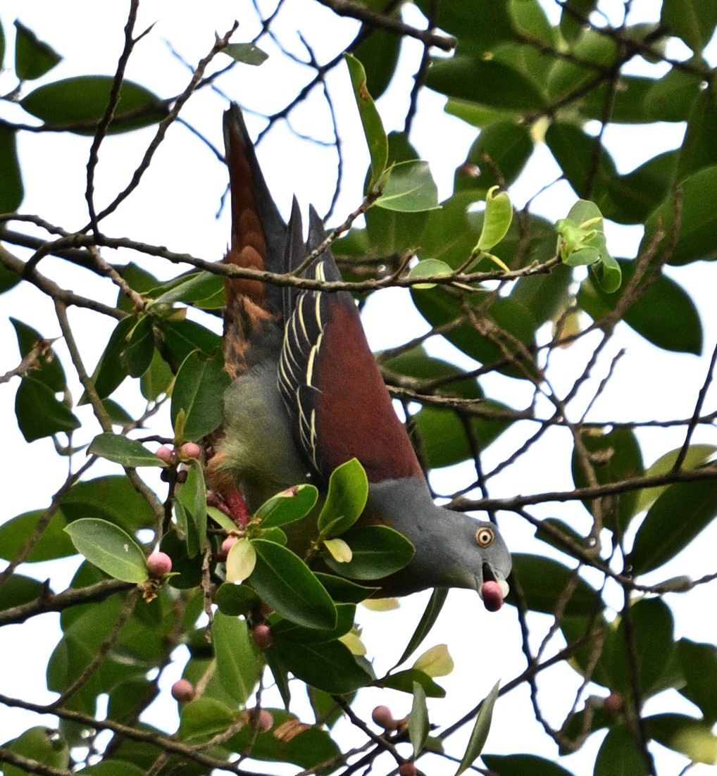 Little Green-Pigeon - ML614816060