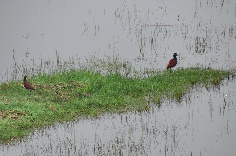 Jacana du Mexique - ML614816123