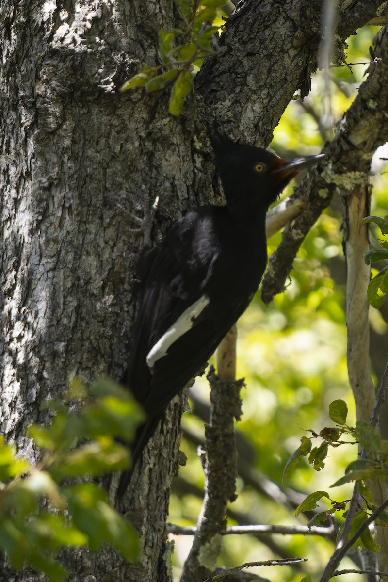 Magellanic Woodpecker - ML614816137
