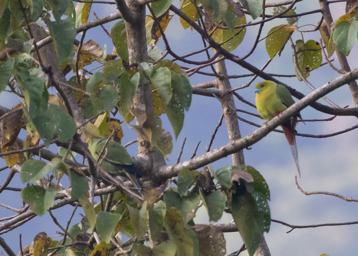 Pin-tailed Green-Pigeon - ML614816147