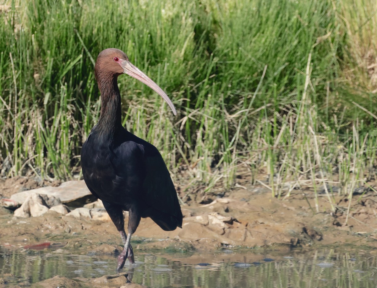 ibis andský - ML614816172